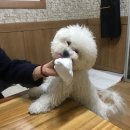 산성애견 이미지