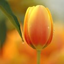 꽃(flower)