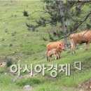 경화축산 이미지