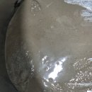 상용제 네이버블로그