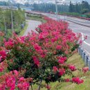 배롱나무 특화거리 이미지