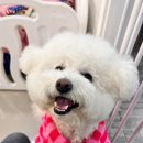 독스하트 구리 이미지