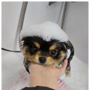 굿데이멍 이미지