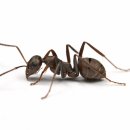 둥지광택 이미지