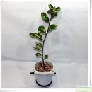 구실농장 이미지