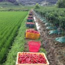 서천군농업기술센터 이미지