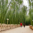 대숲여행 티스토리