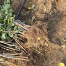 동부꽃농원 이미지