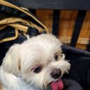 멍문사립유치원 리틀멈머 이미지