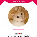 박효리군동물병원 | 고양이 요도루 조성술 - 김군 [사하동물병원]