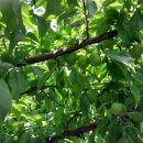 하모니농장 이미지