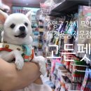 고든펫 이미지