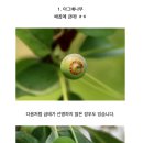 아그배나무, 야광나무, 꽃사과나무 열매비교 이미지