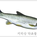 참새식품 이미지