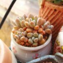 동미농장 이미지