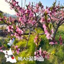 돌다리 농장 | 4월 강릉 여행 갈만한곳 복사꽃마을 축제 강원도 봄꽃 여행