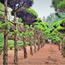 이화동산 이미지