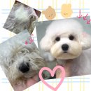 블루밍 펫 살롱 이미지