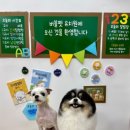 왈왈이애견카페웨스턴돔점 | 장항동애견미용 버블펫, 알림톡으로 전 과정이 보이는 일산강아지미용 후기!!