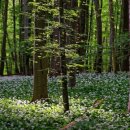 숲속의맑은향기 이미지