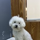 도도그루밍 이미지