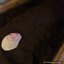 더쉼 | 평촌 효소찜질 추천, 더쉼 효소원 내돈내산 후기! 디톡스 족욕까지 가성비 최고