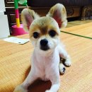 해림동물병원 | 해림동물병원 미용후기