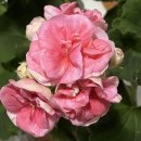 스파레이 이미지