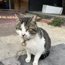 자갈치왕짬뽕 이미지