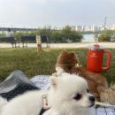 꽃단장 애견미용실 이미지