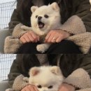 엠와이피에스 이미지