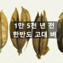 두레상조 | 밥 한 공기에 담긴 1만 년의 위대한 여정, 세계사를 바꾼 곡물 '쌀'의 역사