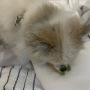 GROOFLUFFY 이미지