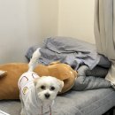 포유피티스튜디오 이미지