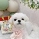 윤애견미용 이미지