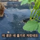 서리태 순지르기 이미지