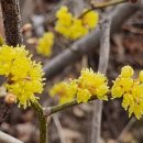 한국의 풍류, 시조(2) 이미지