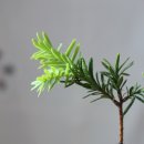 황금바늘 이미지