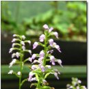 들꽃풍경 이미지