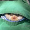 으뜸원동물병원 이미지