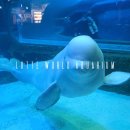 레이 메디칼 | 잠실 롯데월드 아쿠아리움 관람시간 주차 할인 벨루가 아이와 가볼만한곳 추천