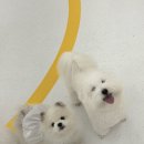 글로리 애견 유치원 이미지