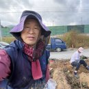 [거거프로젝트] 고구마순줄기제거작업(2026.10.03토) 이미지