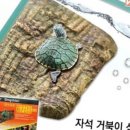 거북이 - 여수시 시청동2길 22 | 거북이