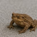 추억의 교정 50 : 뚜껍아², 여우야² ㅡ&#34; 두껍아 두껍아 &#34; 이미지