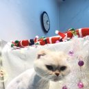 고양이 무마취미용 고미고미 화명점 이미지