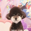 아름다울개 이미지