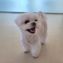 제니살롱 | 애견미용 시흥 배곧 [제니살롱] / 추천! 내 돈 내산, 내 강아지! /재방문 인증 추가
