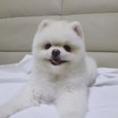 럭키켄넬 이미지