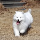 바하 이미지